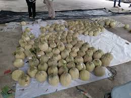 We did not find results for: Amirin Kongsi 8 Petua Penting Tanam Rock Melon Pusat Pembangunan Keusahawanan Dan Kebolehpasaran Graduan