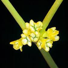 Image result for Viscum obscurum