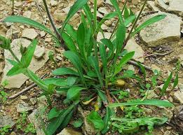 Image result for Silene abyssinica