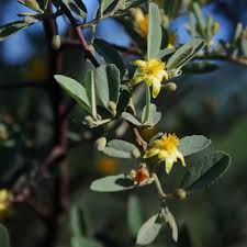 Image result for Grewia flava