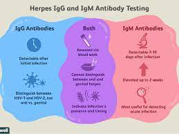 Herpes simplex virus (hsv) type 2 — this type is associated with outbreaks of blisters on the mucosal although the cdc currently does not recommend testing for herpes when there are no symptoms present, blood testing can provide. Herpes Igg Test Uses Side Effects Procedure Results