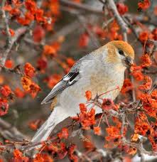 Birds With Yellow Feathers In Michigan Pine Grosbeak Available In 3 Colors Birds I Like Birds Bird Watching