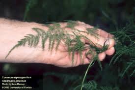 Image result for Asparagus setaceus