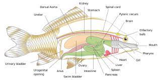On the other hand, birds just like mammals have a 4 chamber heart. Fish Anatomy Wikipedia