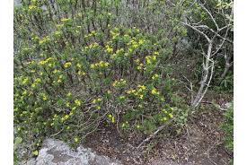 Image result for Felicia clavipilosa