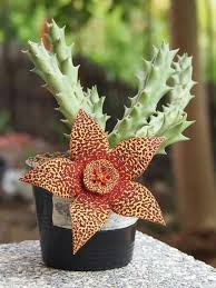 Image result for Orbea maculata