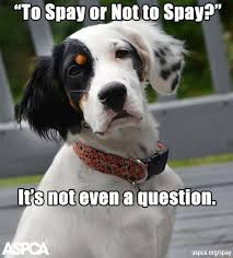 Expatica is the international community's online home away from home. 36 Spay Neuter Sharables Ideas Neuter Spay Pets