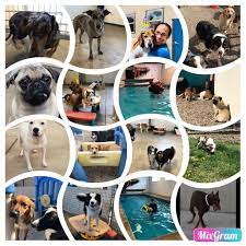 Biscuit and abby having fun playing ball. Pampered Pet Services Resort Spa Services Facebook