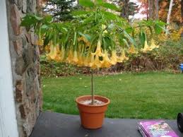 Dalens amour brugmansia angels trumpet tropical live plant fancy triple flower within flower pink peach yellow starter size 4 inch pot emeralds tm. Brugmansia Seeds For Sale Sale Brugmansia Angel Trumpet Mix 5 For 5 Cuttings Sale Angel Trumpet Brugmansia Unusual Flowers