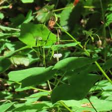 Image result for Blyxa hexandra