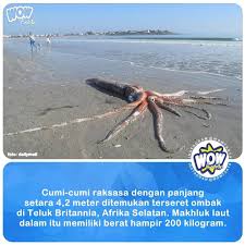 Ini hanya vidio jokes jika baperan skip aja oke#cumi_cumiviral#cumikangkung#viraltwiter Fakta Wow Berita Indonesia On Twitter Cumi Cumi Jenis Tersebut Sangat Sulit Ditangkap Dan Tidak Pernah Ada Dokumentasi Dalam Keadaan Hidup Hingga 2002 Lalu Pertama Kali Bisa Difilmkan Pada 2006 Https T Co O2msdfplga