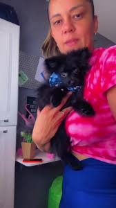 Spitz Alemão Anão Antes Durante E Depois Da Troca De Pelo