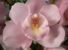 Mini Pink Cymbidium Orchids Cymbidium Orchids Cymbidium Orchids Care Beautiful Orchids