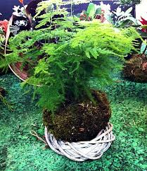 Image result for Asparagus setaceus