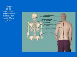 The lumbar region encompassing the lower back. Surface Anatomy Of Back