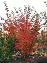 Maybe you would like to learn more about one of these? Acer Truncatum Pacific Sunset Chinesischer Waldahorn Chinesischer Spitzahorn