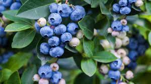Maybe you would like to learn more about one of these? Best Berry Plants For Edible Landscaping