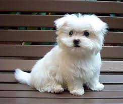 Tea Cup Maltese Terrier Yavrulari Tea Cup Maltese Terrier Yavrulari Kopek Kopekseverler Kopeksahip Sevimli Kopek Yavrulari Evcil Hayvanlar Yavru Kopek