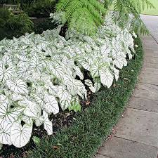 Make sure you plant your caladiums outdoors in spring once the soil is warm; Caladium Bulbs Growing Instructions Suttons Gardening Grow How