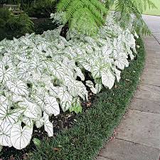Most varieties of caladium prefer to grow in a partially shaded area of the garden, but will tolerate morning sun. Caladium Bulbs Growing Instructions Suttons Gardening Grow How