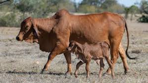 Submitting information on your herd has never been easier. Prices Fixed On Poll Red Brahman Target Queensland Country Life Queensland