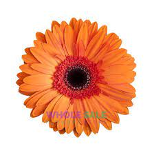 Orange Gerbera Daisies Medium Gerbera Daisy Wholesale Flowers Gerbera