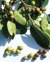 Image result for Strychnos mellodora