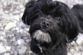 At silver nickel puppies, we highly recommend and also offer puppy essentials for our new puppy parents at both our locations ridgefield & englewood, nj. Havanese Puppies For Sale In Nj Silver Nickel Puppies