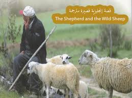 قصة إنجليزي مترجمة للمبتدئين the shepherd and the wild sheep the shepherd shepherd sheep