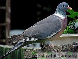 Jenis burung ini tersebar di berbagai kawasan di indonesia. Jenis Dan Baka Burung Merpati Gambar Dengan Nama Spesies Burung Burung 2021