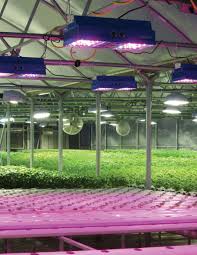 Practically, only one that you can afford is enough per plant. Shedding Some Light On Greenhouse Lighting Options Greenhouse Product News