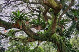 Native to tropical regions such as southeast asia, australia, east africa and hawaii to name a few, bird's nest ferns (asplenium nidus) are typically found in palm trees. Bird Nest Fern Nama Melayu Aretu