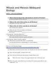 In this activity, you will use the following web pages to examine the processes of mitosis and meiosis. Mitosis And Meiosis Webquest Mitosis And Meiosis Webquest Name Samantha Crump Biology Period 2 Date Objective In This Activity You Will Use The Course Hero