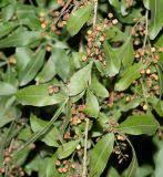 Image result for Searsia leptodictya