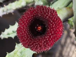 Image result for Huernia longituba