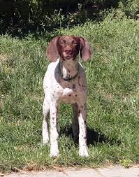 At eulenhof/serakraut kennels we breed intelligent german shorthaires that are easy to train, our shorthaires are close working dogs with strong point and retrieve instincts. Dog For Adoption Noel Yepcats In Foster A German Shorthaired Pointer In Salt Lake City Ut Petfinder