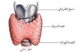 الغدد الصماء ووظائفها اسباب اضطراب الغدد الصماء دموع جذابة
