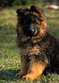 Gsd puppies for sale gsd kennels imported german shepherds iowa german shepherd breeding. 500 Sheperds Ideas In 2021 German Shepherd Dogs German Shepherd Puppies German Shepherd