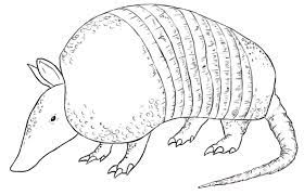 Identify 15 different creatures in these animal coloring sheets. Armadillo Coloring Pages Dibujo Para Imprimir Armadillo Coloring Page Dibujo Para Imprimir