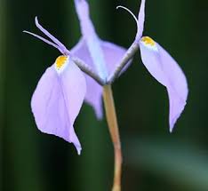 Image result for Moraea niassensis