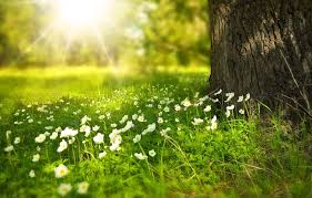 100 000 Kostenlose Sommer Bilder Hintergrundbilder Pixabay