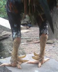 Katuranggan sisik kaki ayam juara 1. Bangkok Boss Kaki Ayam Unggulan