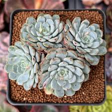 Image result for Nesaea minima