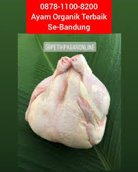 Pin Di 0878 1100 8200 Ayam Organik