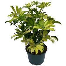 Trinette Umbrella Plant In 6 In Grower Pot Plants Umbrella Plant Indoor Flowers