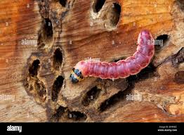 Image result for Cossus cossus