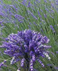 ƿọyeṡiye Iṡṭ Iṅ ԁyeŗ ŀȗғṭ Purple Flowers Garden Lavender Flowers Lavender Plant