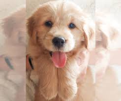 Sei fortunato, le hai trovate. View Ad Golden Retriever Shih Tzu Mix Puppy For Sale Near Wisconsin Hortonville Usa Adn 157938