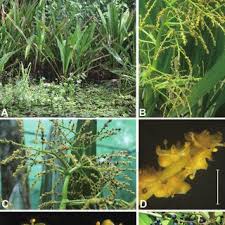 Image result for Pupalia micrantha