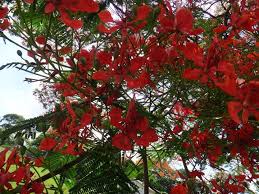 We did not find results for: Flamboyant Tree Red Flowers Cla Photography Flowers Plants Trees Flowers Other Flowers Artpal